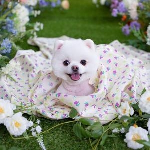 멀티 인견 강아지 고양이 여름 블랭킷 젤리플라워