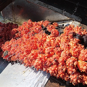 오사미푸드 통영 달큰쌉쌀한 활멍게 2kg이미지입니다. 누르면 해당 게시물로 새창이동합니다.