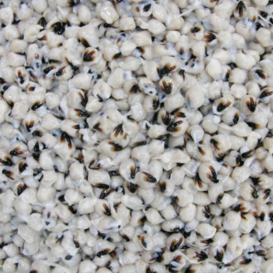 국산 오징어입 1kg