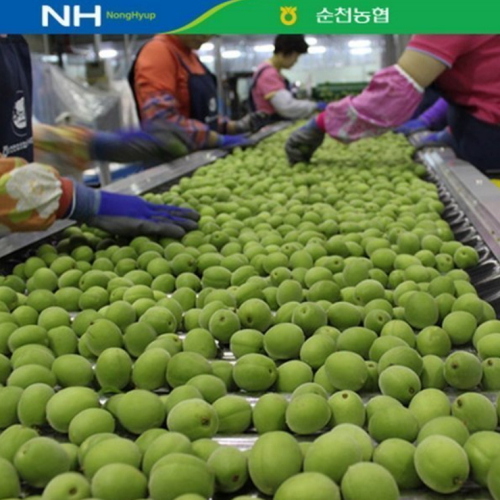 순천농협 청매실 대/M 10kg (1개)_이미지