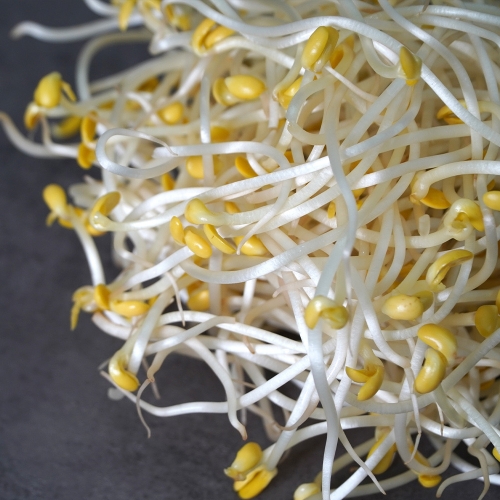 농부마음 꼬불이 콩나물 4kg (1개)_이미지