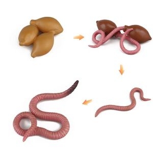 오꿈 곤충 피규어 지렁이 성장과정이미지입니다. 누르면 해당 게시물로 새창이동합니다.