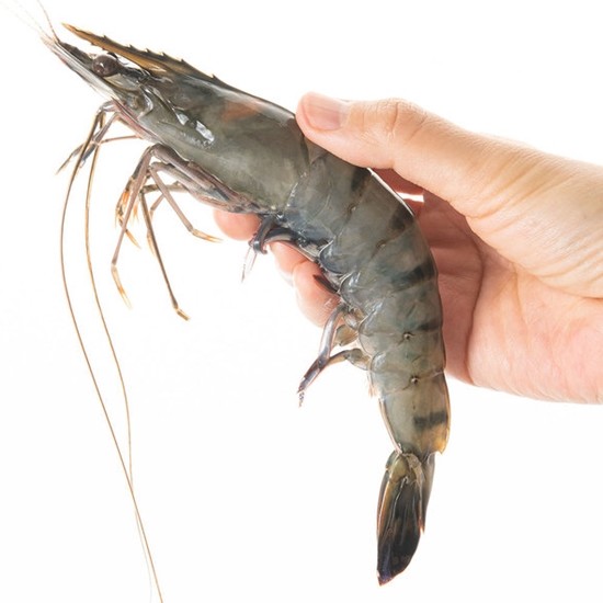 고고새우 냉동 블랙타이거 새우 특대 10개(마리) 500g (1개)_이미지