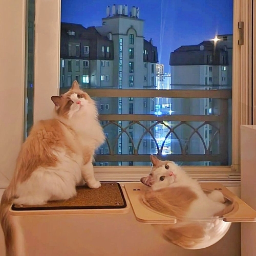 펫502 사각 창문캣타워