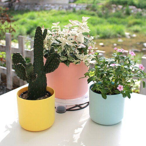 ��ǰ �� �̹���