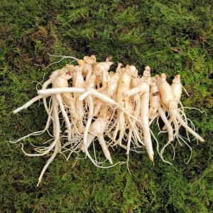 수삼 파삼 무료세척 750g