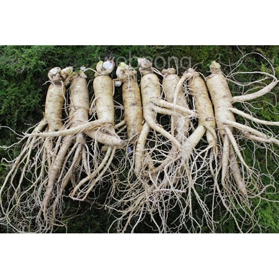 금산인삼 원수삼 특대 최상 4호 750g (7~8뿌리)_이미지
