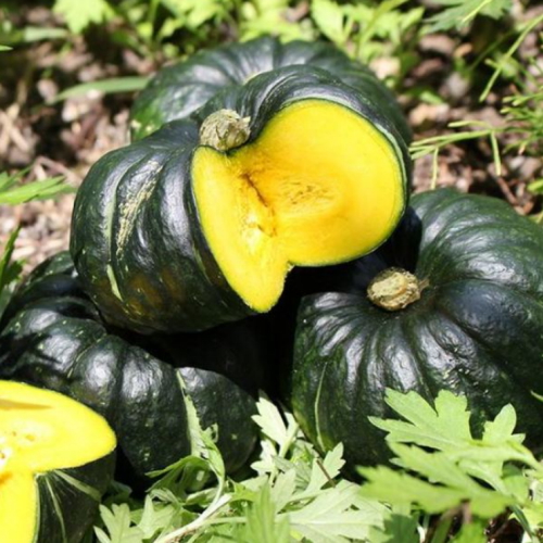 함평 정대성님의 무농약 햇 미니단호박 1kg