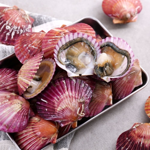 다농이네 통영 홍가리비 28미내외 1kg (1개)