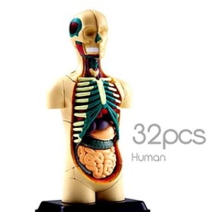 미니인체해부모형 12cm  EDU-21454_이미지
