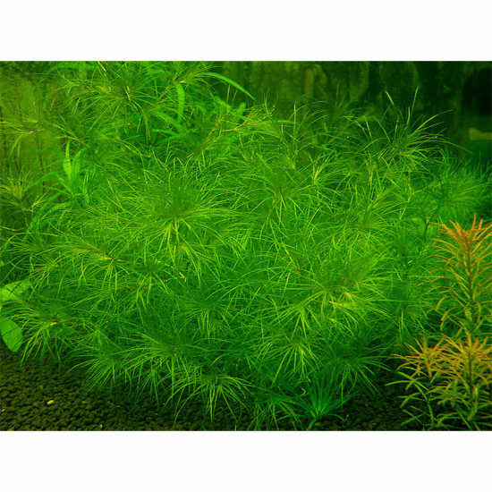 트로피쉬넷 ㅤ나야스 sp 수초_이미지