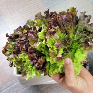 엄마네농장 매일매일 싱싱한 꽃상추 1kg_이미지