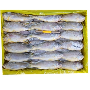 조은상사 참조기3.6kg 40-42마리 1박스 굴비 조기