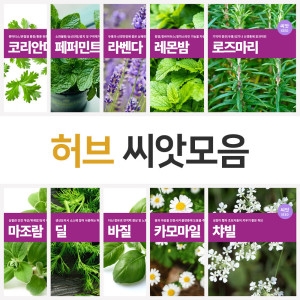 허브씨앗 꽃씨 구절초 잔디 바질 해바라기 씨앗 모음