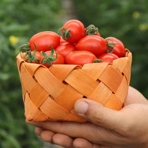  미리내농수산 대추방울토마토 로얄과 2kg