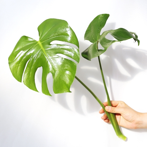 아침향기 몬스테라 수경재배 실내공기정화식물 천연가습기이미지입니다. 누르면 해당 게시물로 새창이동합니다.