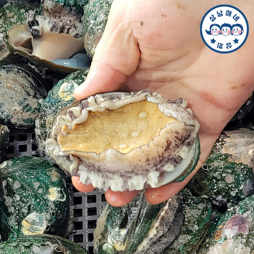 삼남매네 완도활전복 특특대 9~10미 1kg (1개)