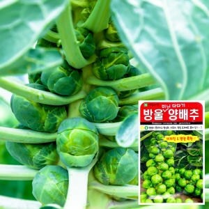 화분월드 화분월드 방울양배추 <b>씨앗</b> 500립 양배추<b>씨앗</b> 채소<b>씨앗</b> 야채