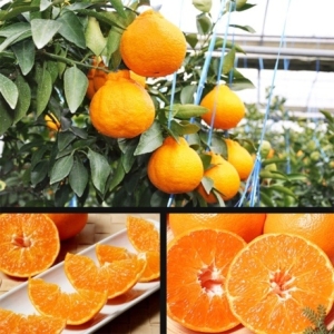 �ٻ����� ���� �Ѷ�� 10KG �Ұ� 55�� ����