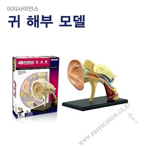 귀해부모델/고급입체퍼즐/인체모형/4D퍼즐/귀실습모형_이미지
