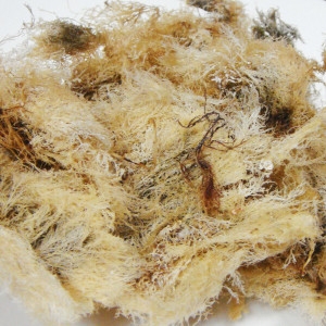 쪽빛누리 한천원료 묵 우무 식이섬유소 풍부한 우뭇가사리 500g 100% 국내산