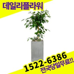 킹벤자민 개업화분 개원 카페 오픈축하 개업식 집들이 선물 관엽식물 실내공기정화 거실화분 배달