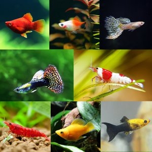 [�Ҹ�] ǳ������ ȭ��Ʈ