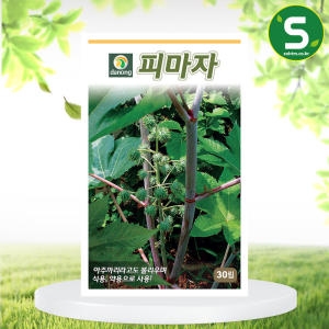 피마자 씨앗 30립