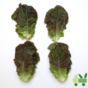 사라상회 적상추 4kg (1개)