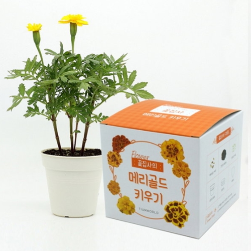 틔움세상 꽃집사_메리골드 키우기-