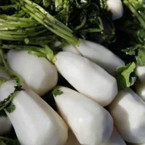 포니샵 고랭지 절임알타리 10kg (1개)