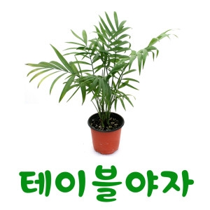 소울라인 키우기쉬운 테이블야자 공기정화식물_이미지