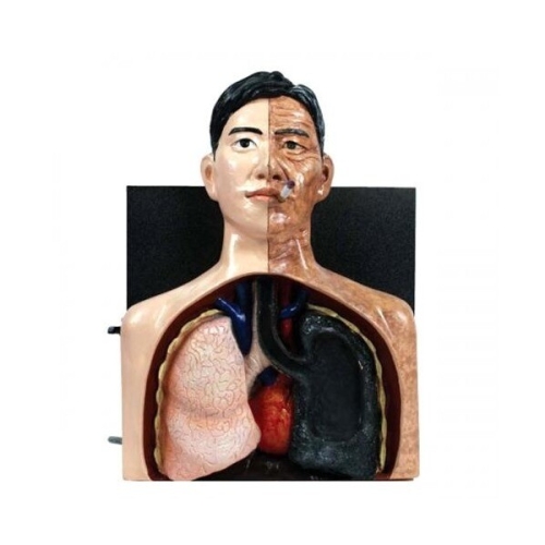 흡연 시뮬레이터/JS-31819/보건교육/교과