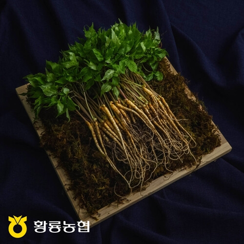 황룡농협 새싹삼 20뿌리 보통 (20cm내외)_이미지