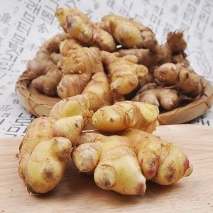  푸르젠 생강 서산 전영운님의 24년산 일반생강 2kg 특품