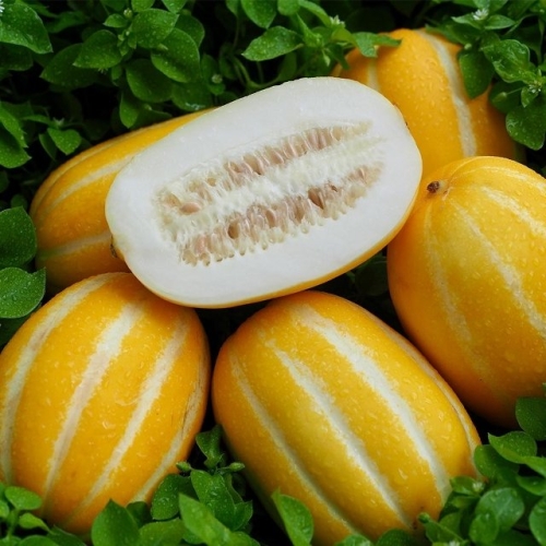 국내산 가정용 성주 참외 혼합과 1kg
