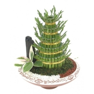 젠틀맨플라워 개운죽 g,004 공기정화식물