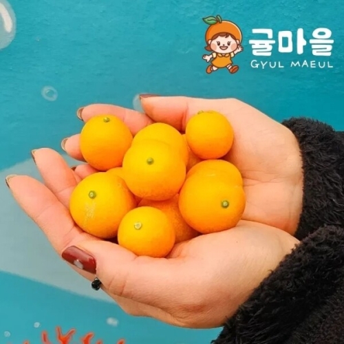 귤마을 제주직송 금귤 낑깡 혼합과 500g (1개)_이미지