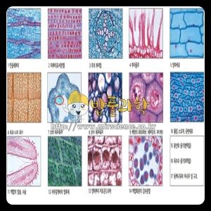 영구프레파라트 식물편17종_이미지