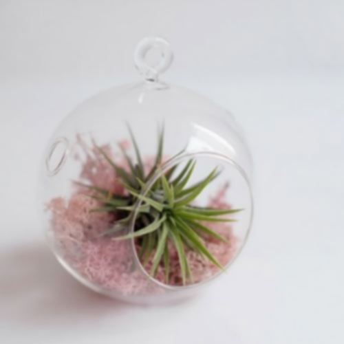 디어먼트 유리돔 틸란드시아 테라리움