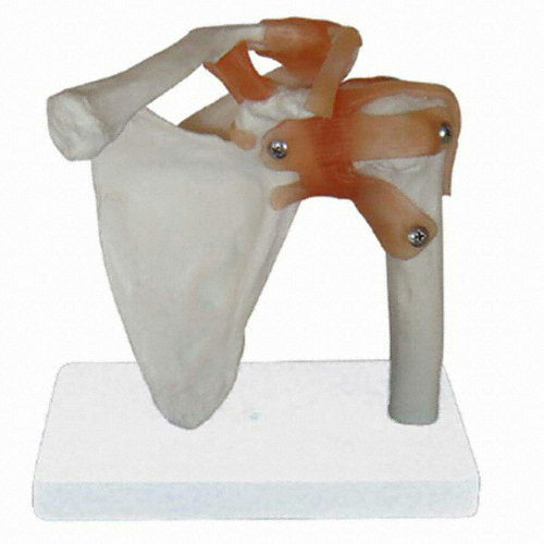 미래메디쿠스 4D 아나토미 어깨 관절 모형 (XC-109)이미지입니다. 누르면 해당 게시물로 새창이동합니다.