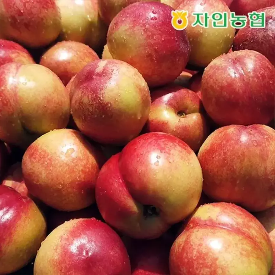 26년 경북 햇 신비복숭아 28~44입 750g