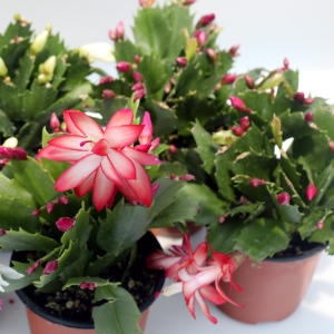 이삭 게발선인장 이쁜꽃이 매력적인 크리스마스선인장 공기정화식물_이미지