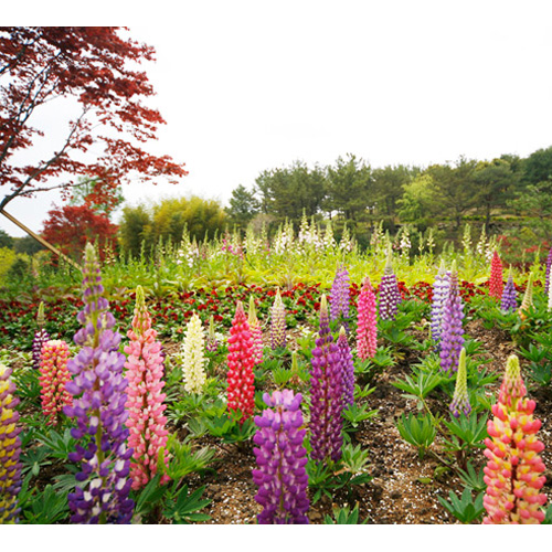 [불명] 제주 상효원 입장권 (소인)이미지입니다. 누르면 해당 게시물로 새창이동합니다.