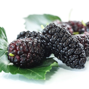 산들해 지리산 오디 5kg 급냉