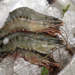 바른씨 블랙타이거 새우 15마리 500g (2개)_이미지