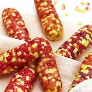 ������� ȫ�� �õ� ���� �������� 10~15cm����