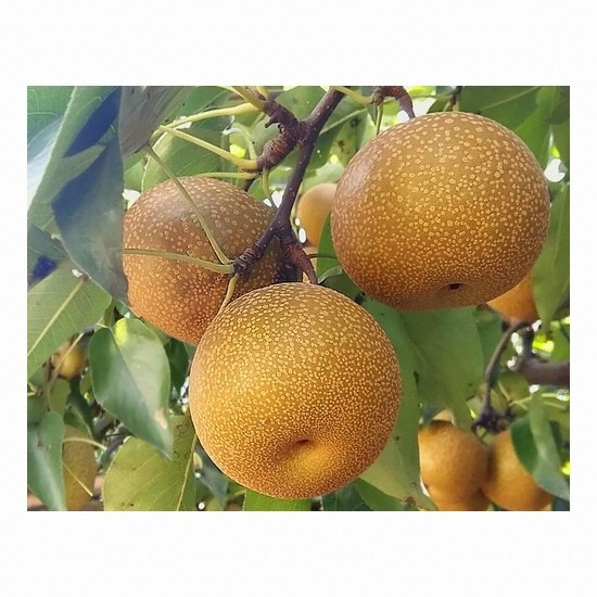 광양 백운산 참돌배 10kg (1개)