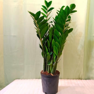 �ϴòɳ�� ������ �� ������