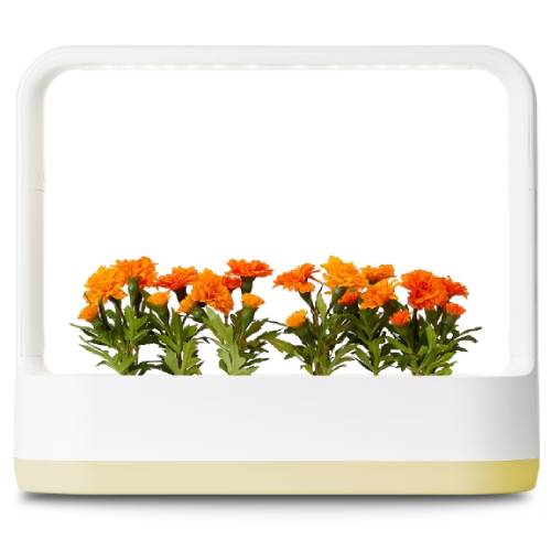 LG전자 틔운 미니 L023 [레몬]